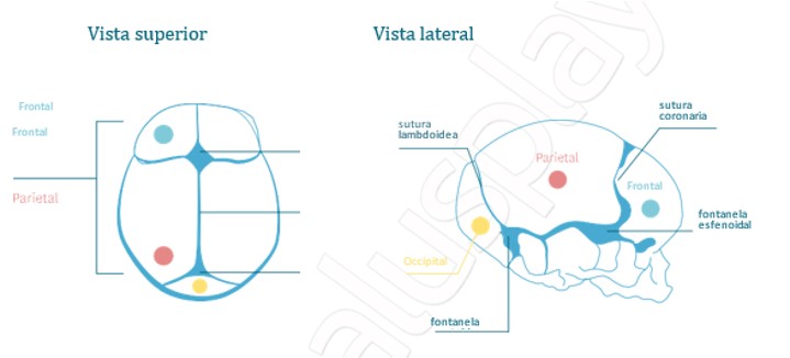 En Recien Nacidos Espacio Sin Osificar Del Craneo www.salusplay.com