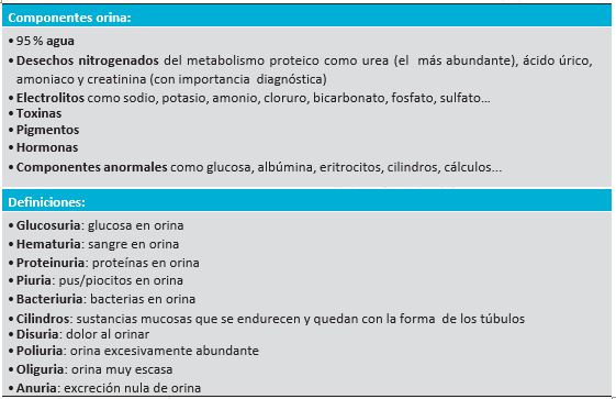 TEMA 2. FISIOLOGÍA RENAL