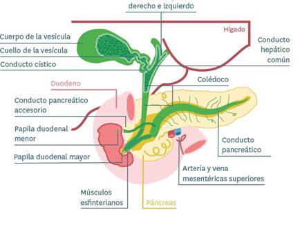 TEMA 9 PATOLOG A DE LA VES CULA Y LA V A BILIAR